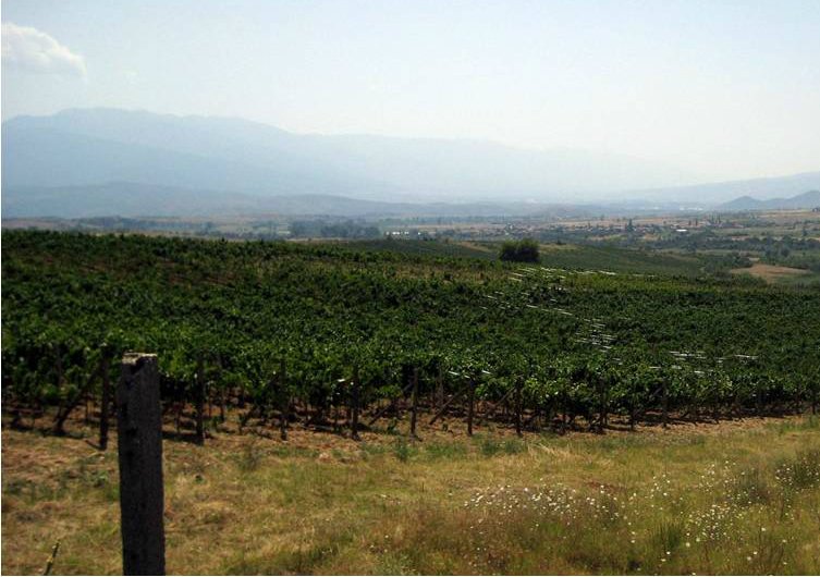 Más arraigado que nunca en la cultura local, los vinos de Bulgaria vivieron un suceso histórico en los últimos años.