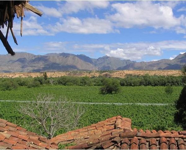 Los vinos de Bolivia