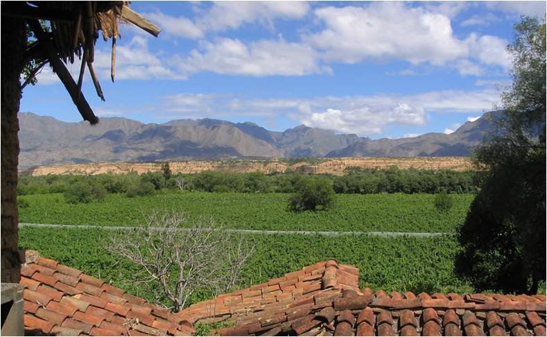 Los vinos de Bolivia
