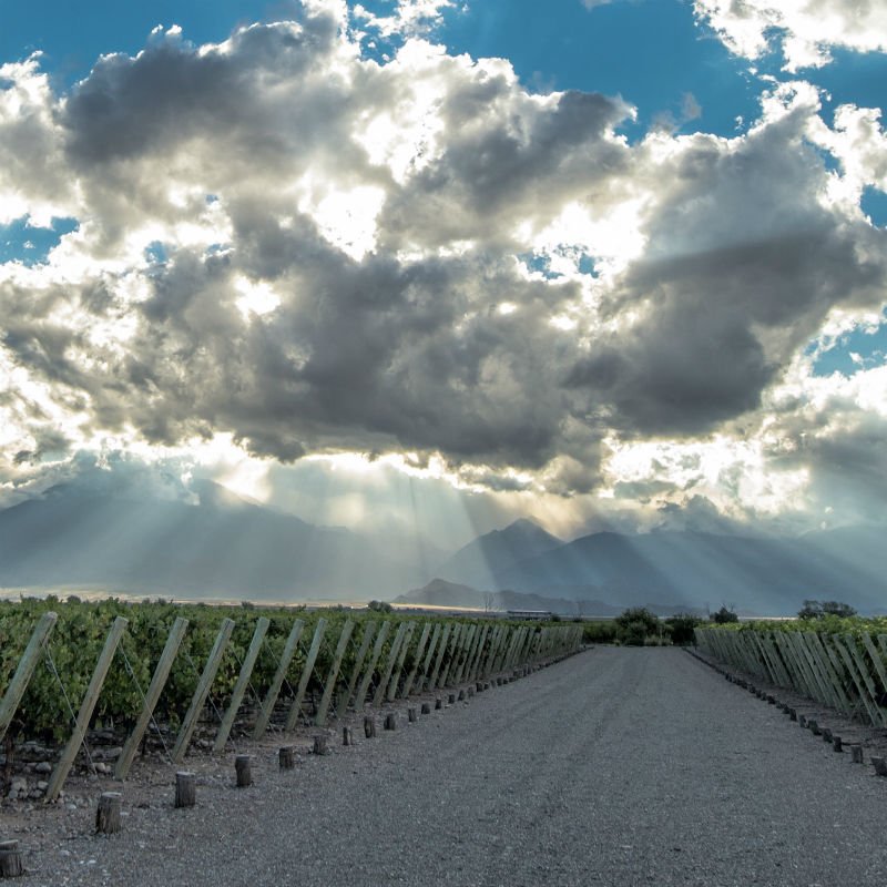 The Vines Argentina