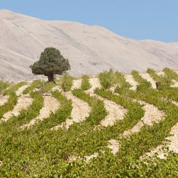 Vinos del Líbano