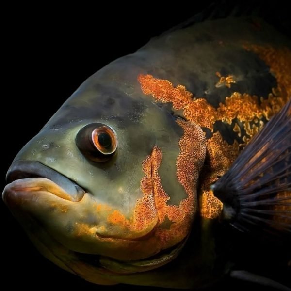 Vinos tintos y pescado, sí