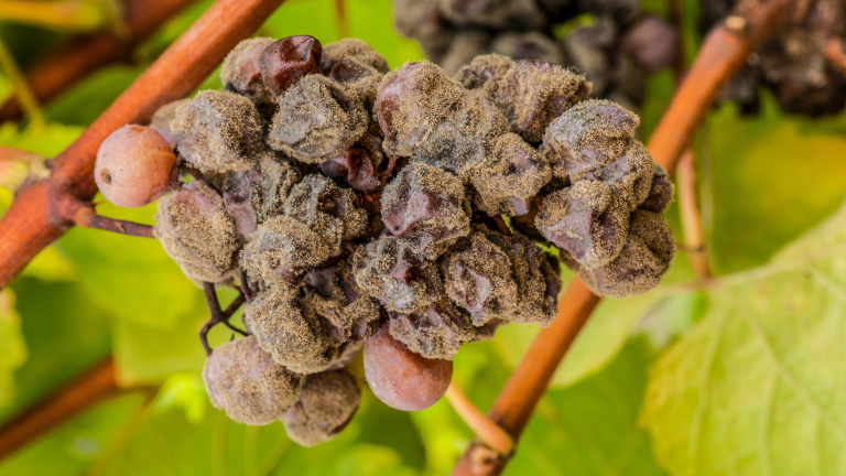 Botrytis Raspberry ¿Qué es la Botrytis? El secreto de los grandes vinos dulces | Mariano Braga