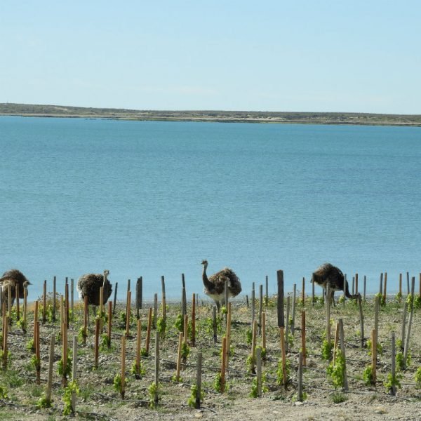 Los vinos oceánicos