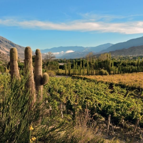 Los vinos de la Quebrada de Humahuaca