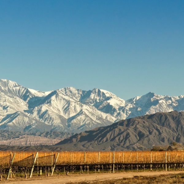 Vinos argentinos