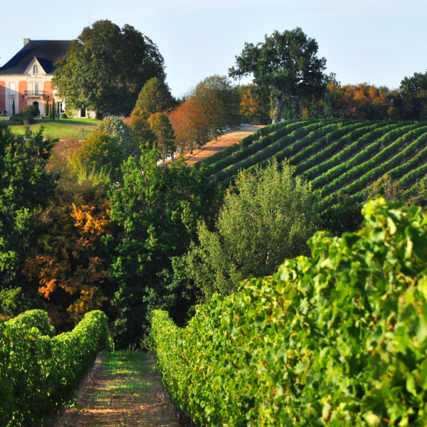 ¿Cuáles son las capitales mundiales del vino?