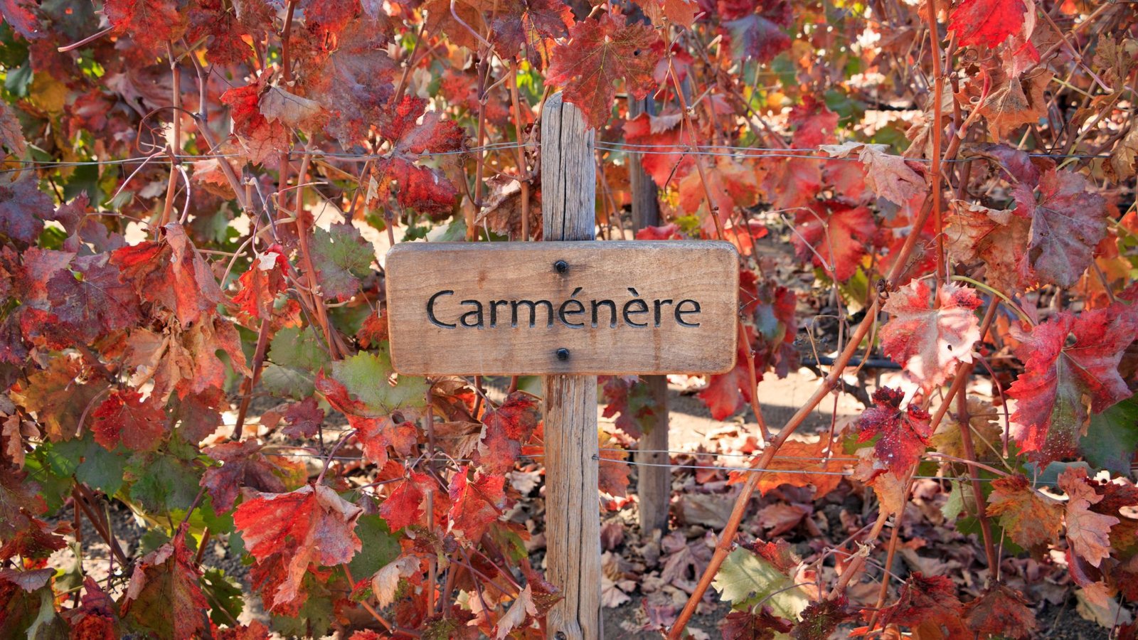 Carménère