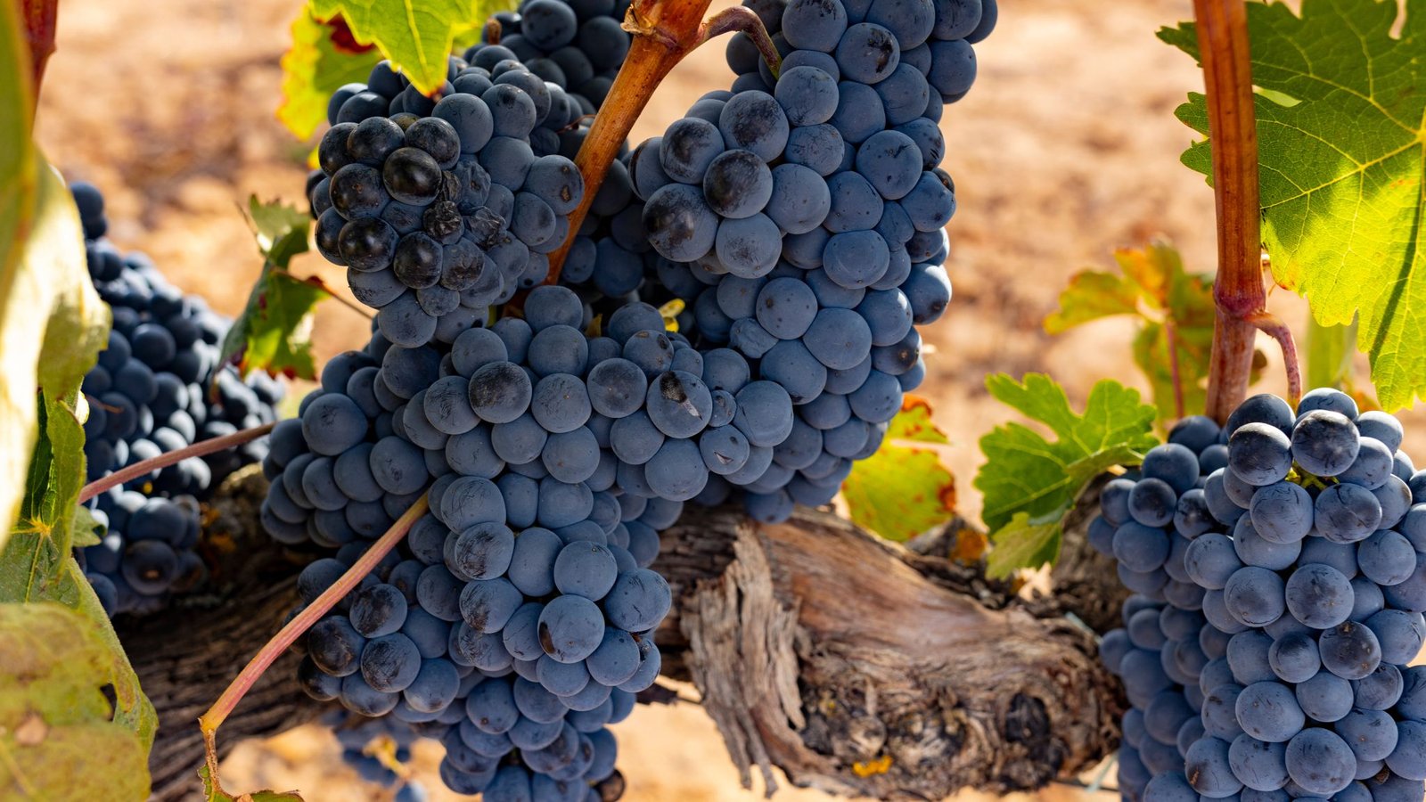 ribera-del-durero