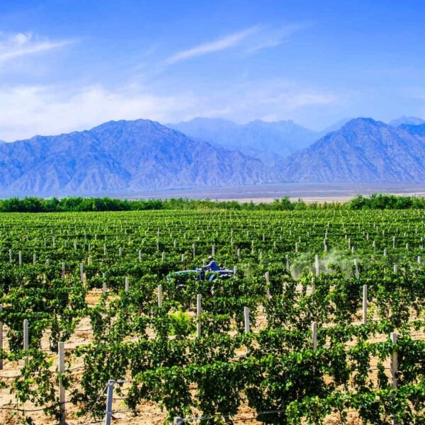 vinedos-enterrados-en-china