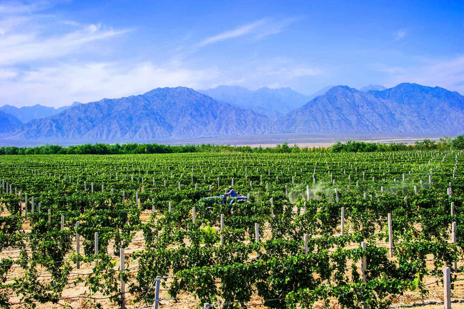 vinedos-enterrados-en-china