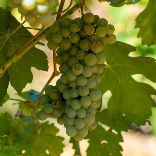 garnacha-blanca