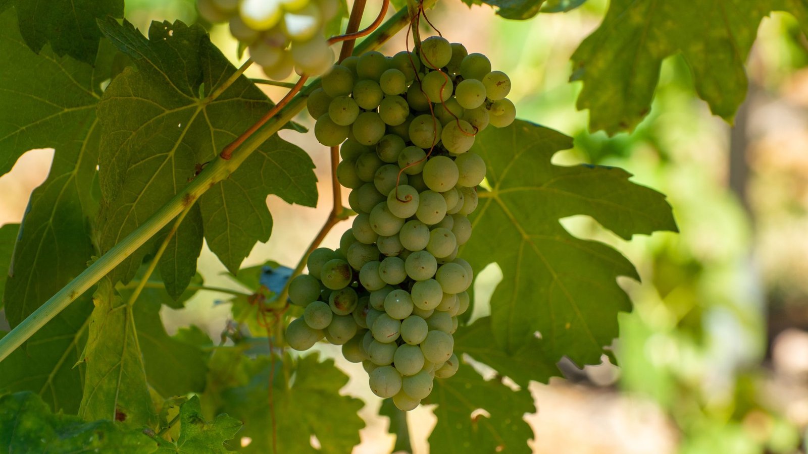 garnacha-blanca
