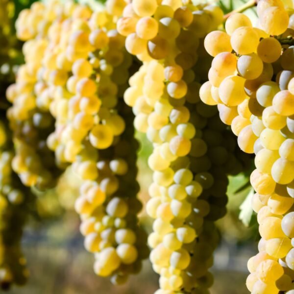 Viognier