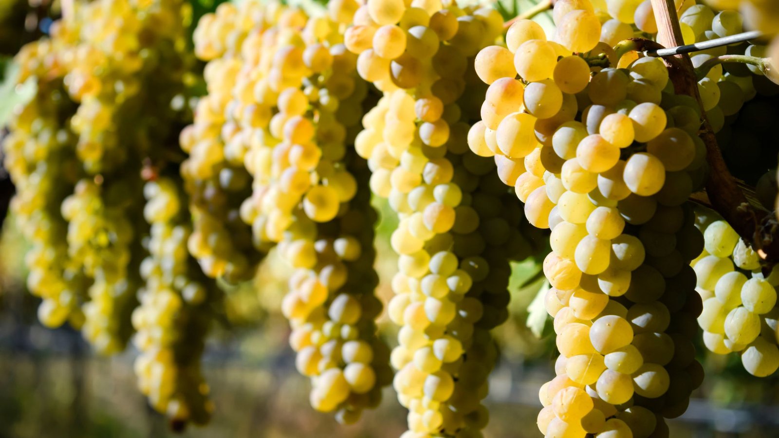 Viognier