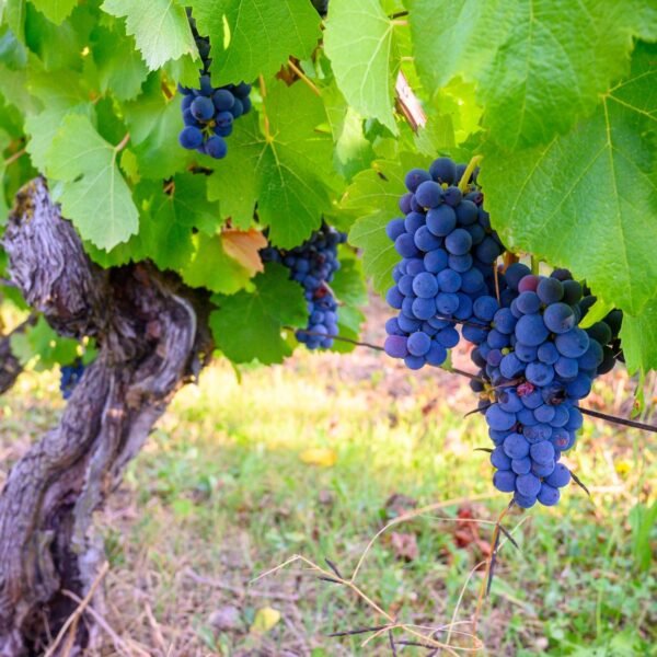 Trousseau