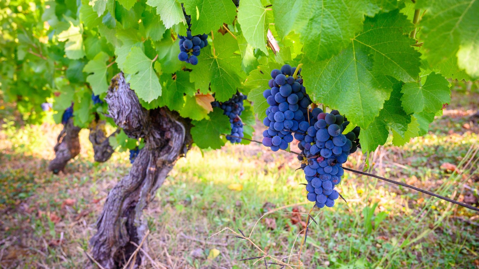 Trousseau