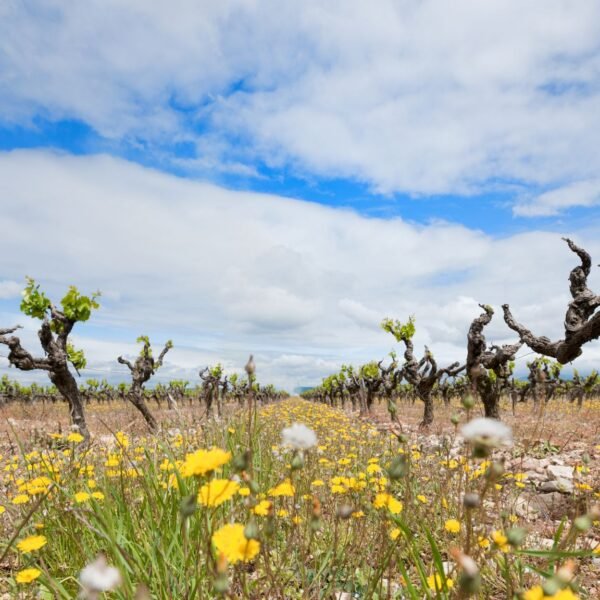 vinas-viejas-que-son