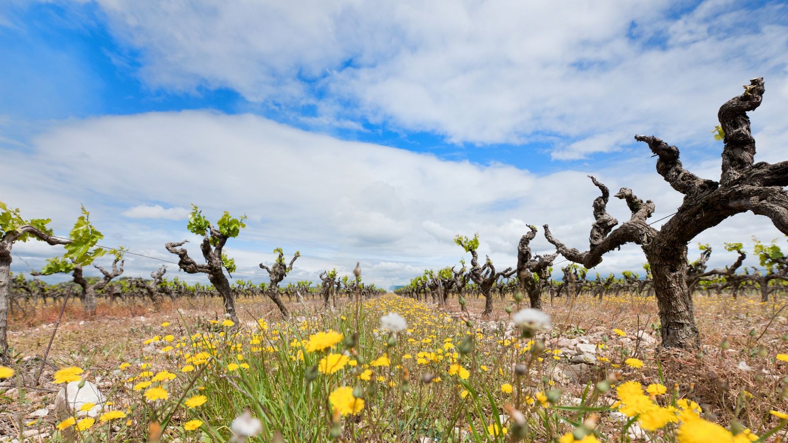 vinas-viejas-que-son