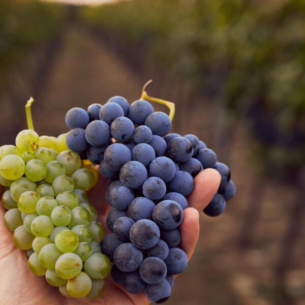 pequenos-productores