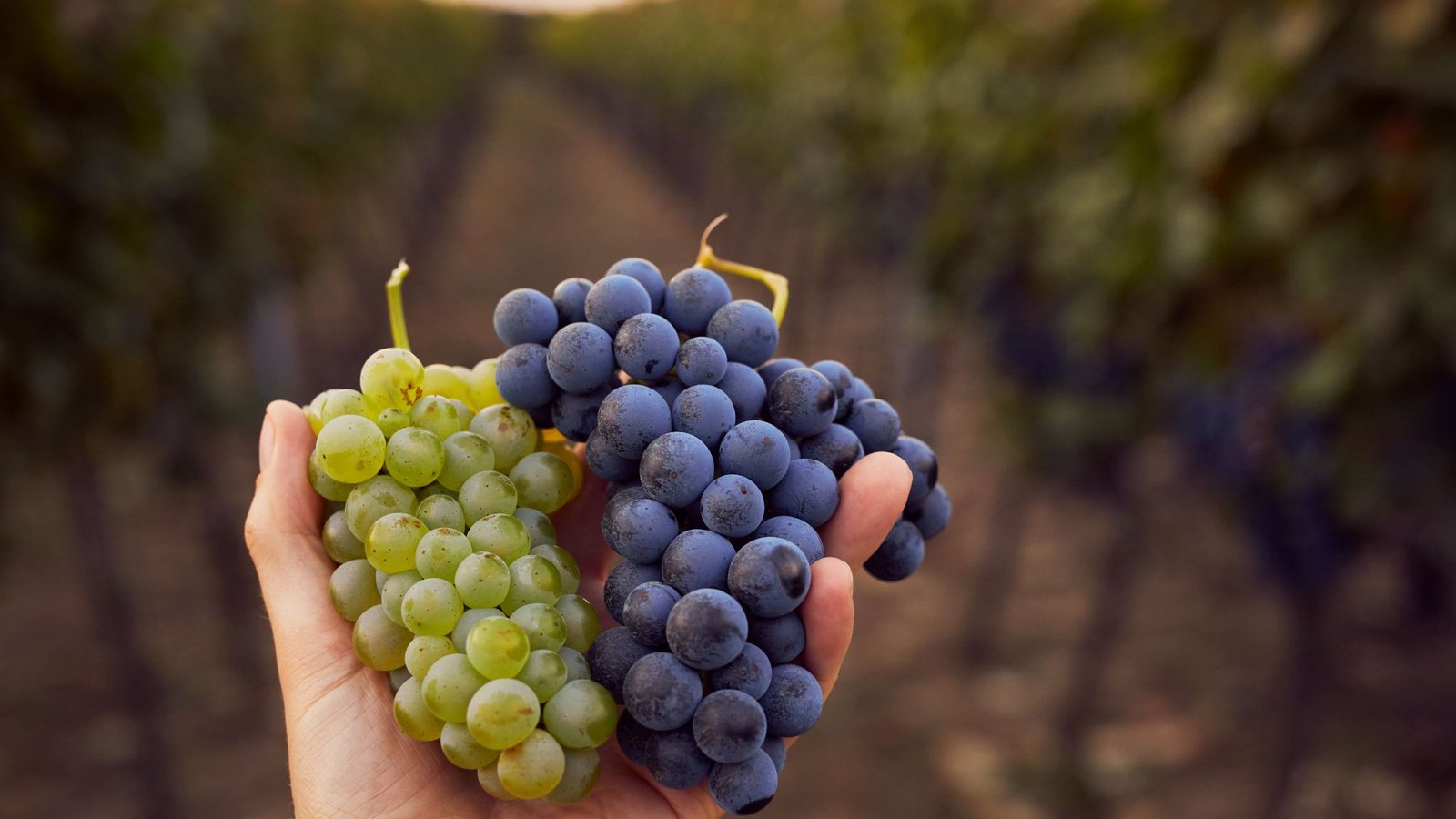 pequenos-productores