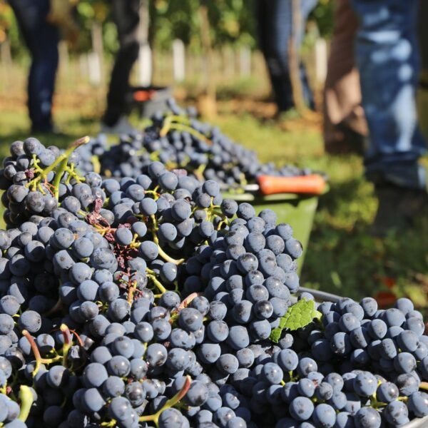 vinos-naturales-bodega