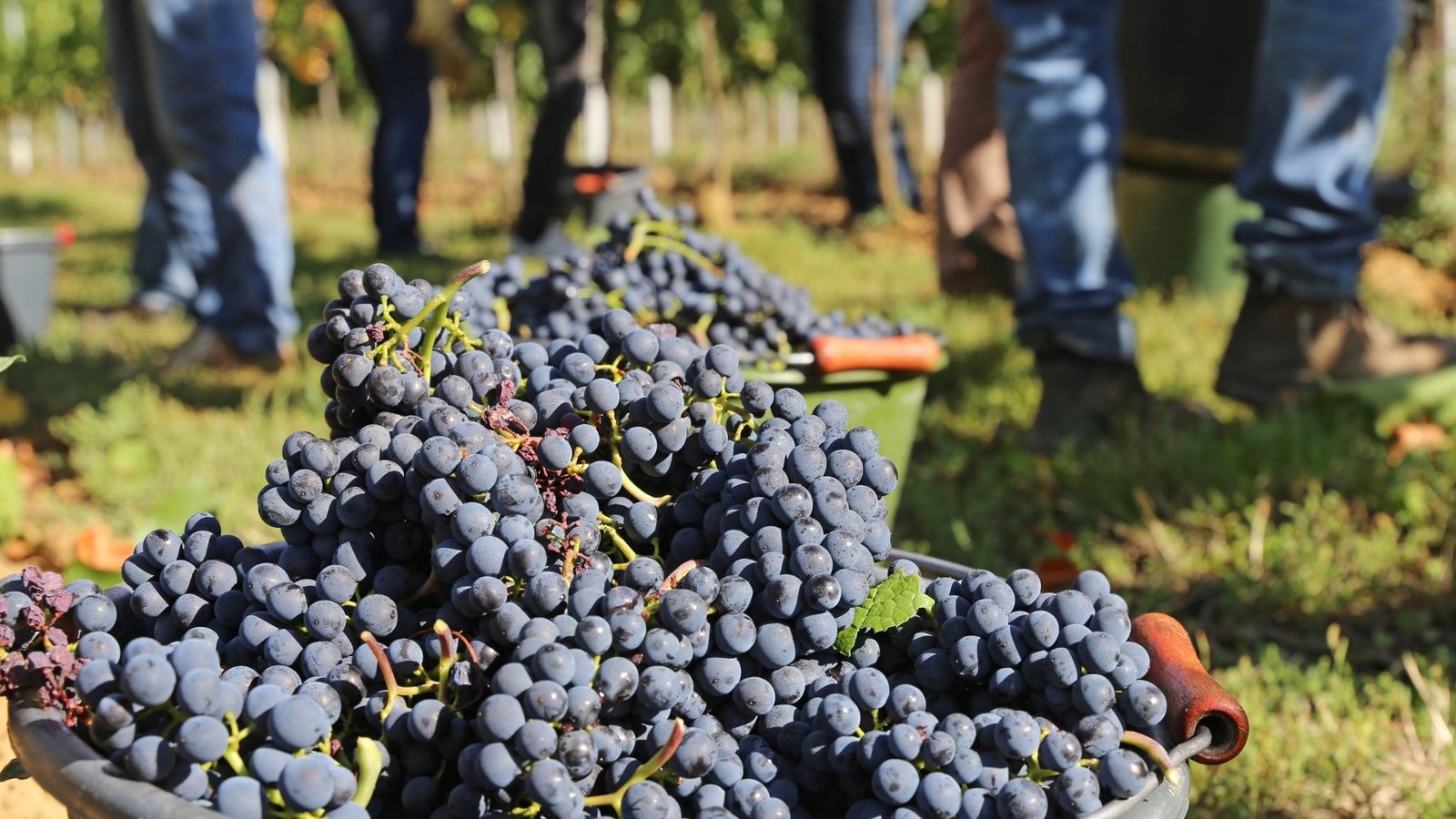 vinos-naturales-bodega