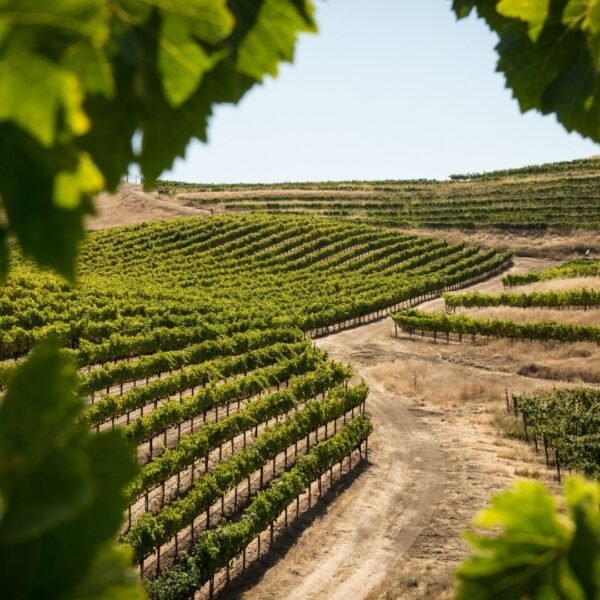 10-variedades-uva-vino-mas-plantadas-mundo