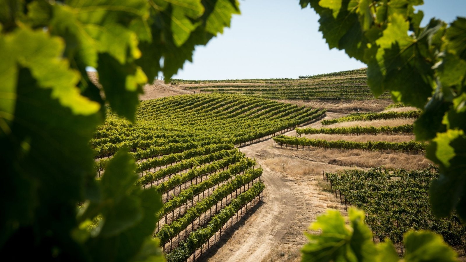 10-variedades-uva-vino-mas-plantadas-mundo