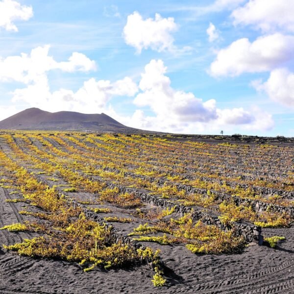 vinos-de-clima-extremo