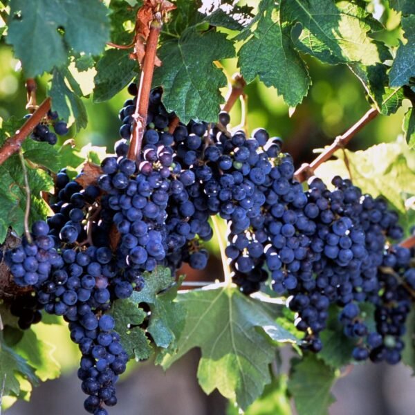 blanc-de-noirs