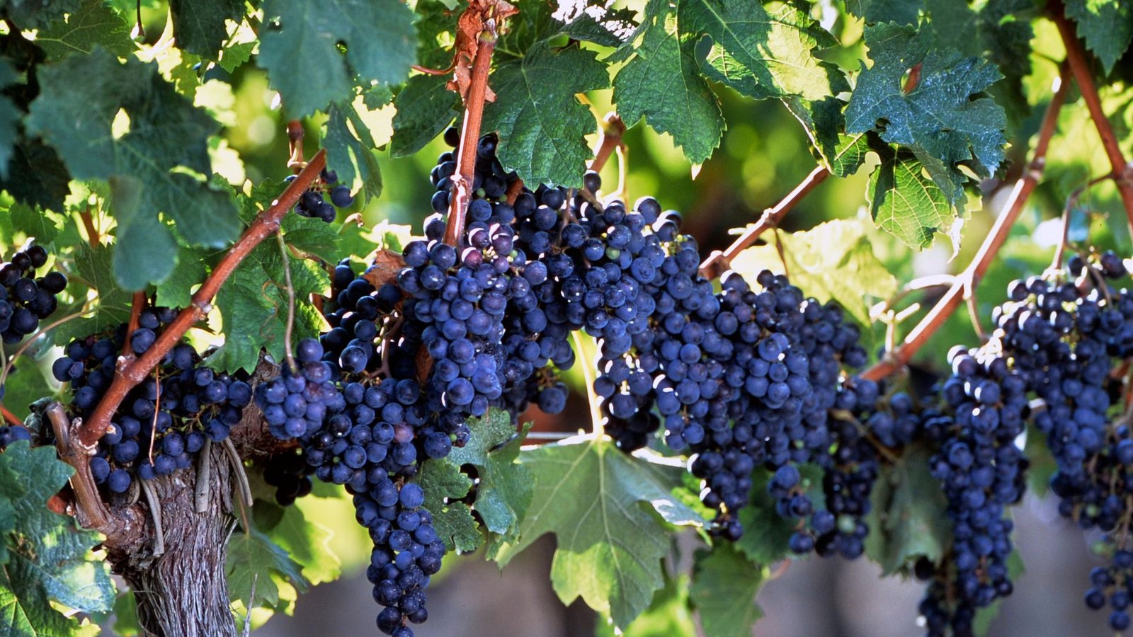 blanc-de-noirs