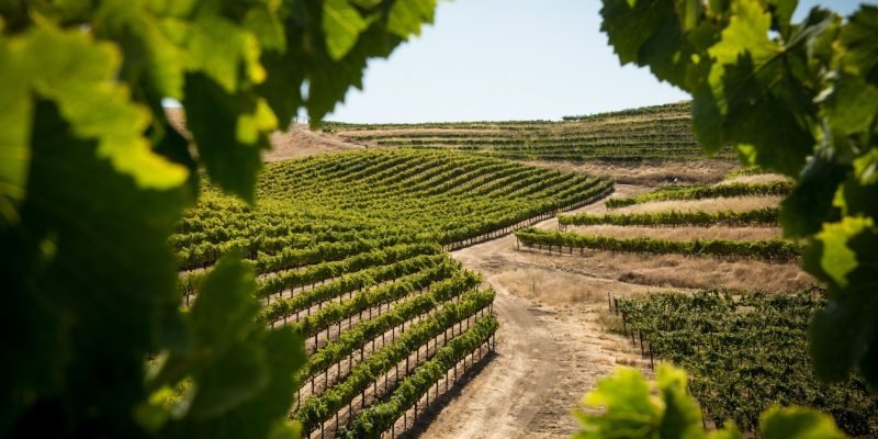 10-variedades-uva-vino-mas-plantadas-mundo