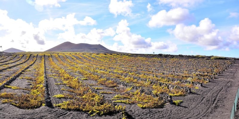 vinos-de-clima-extremo