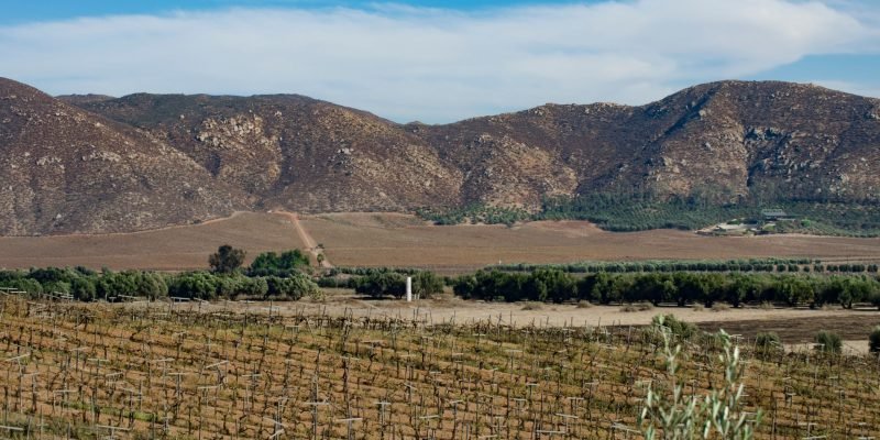 Los vinos de Baja California México