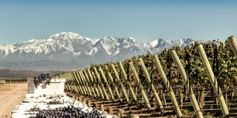 Malbec, el gran vino de Argentina