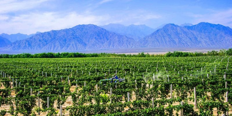 vinedos-enterrados-en-china