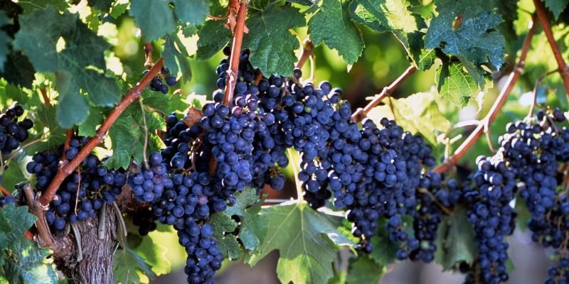 blanc-de-noirs