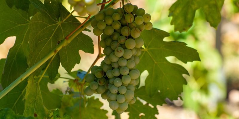 garnacha-blanca