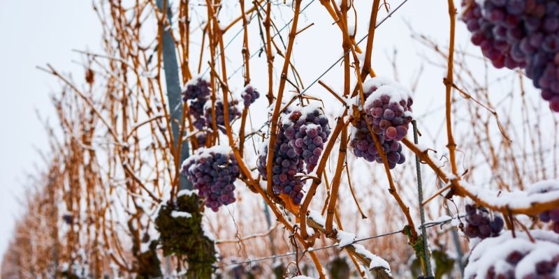 ice-wine