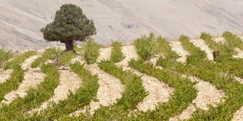 Vinos del Líbano