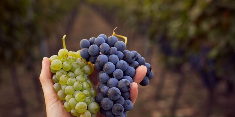 pequenos-productores