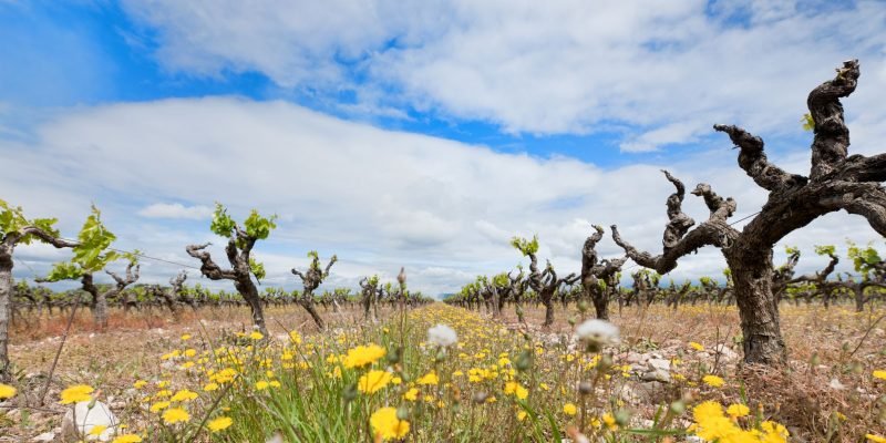 vinas-viejas-que-son