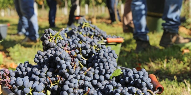 vinos-naturales-bodega