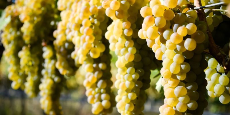 Viognier